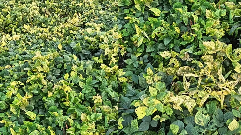 रामपुर : खराब बीज से नहीं आई उड़द की फसल में फली, जांच कमेटी गठित